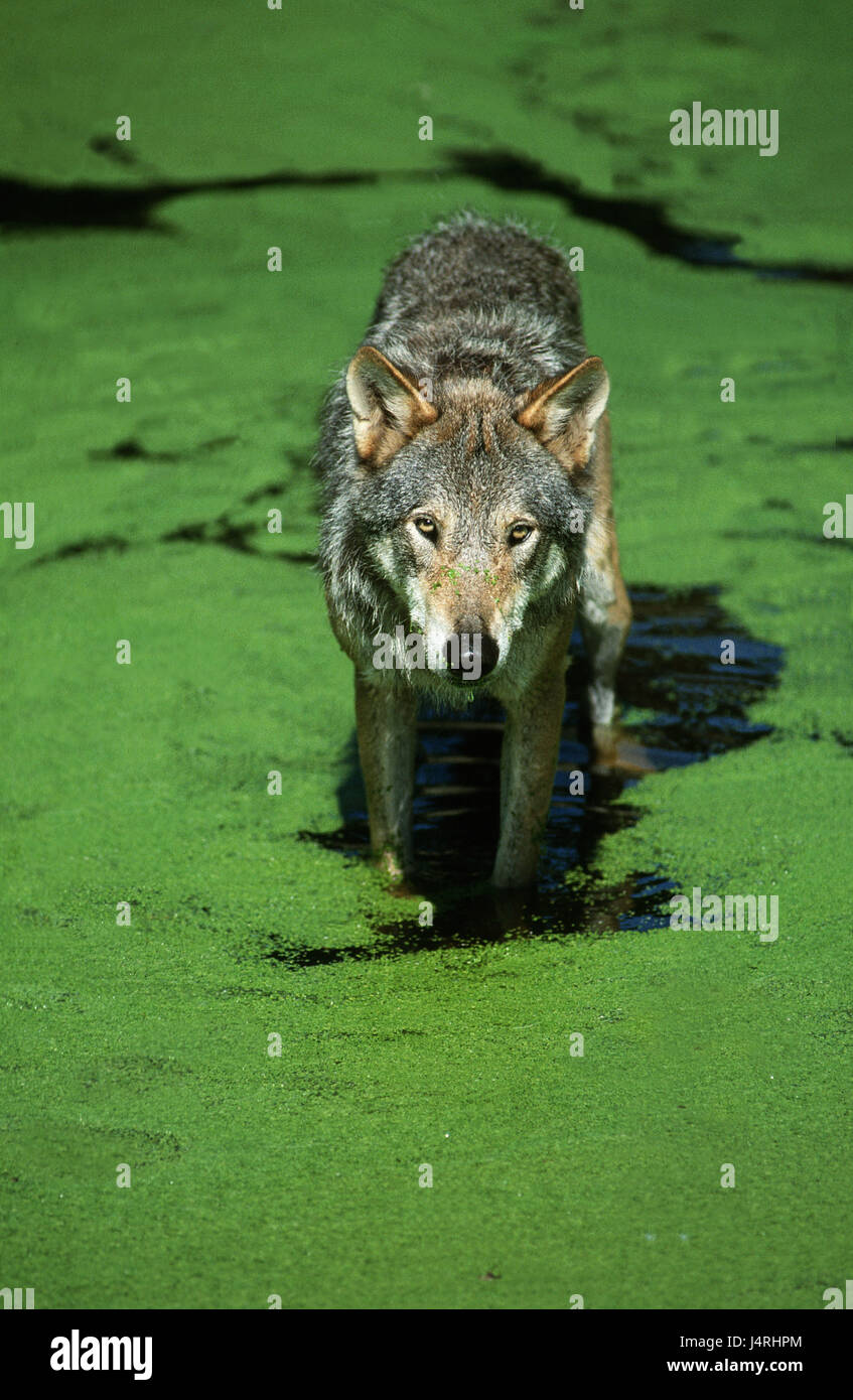 Lupo europeo, Canis lupus, acqua, lenticchie, Foto Stock