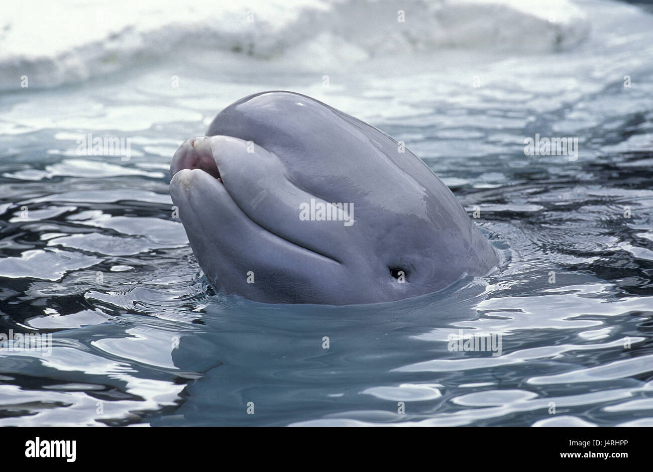 Balene Beluga, Delphinapterus leucas, acqua di superficie, Foto Stock