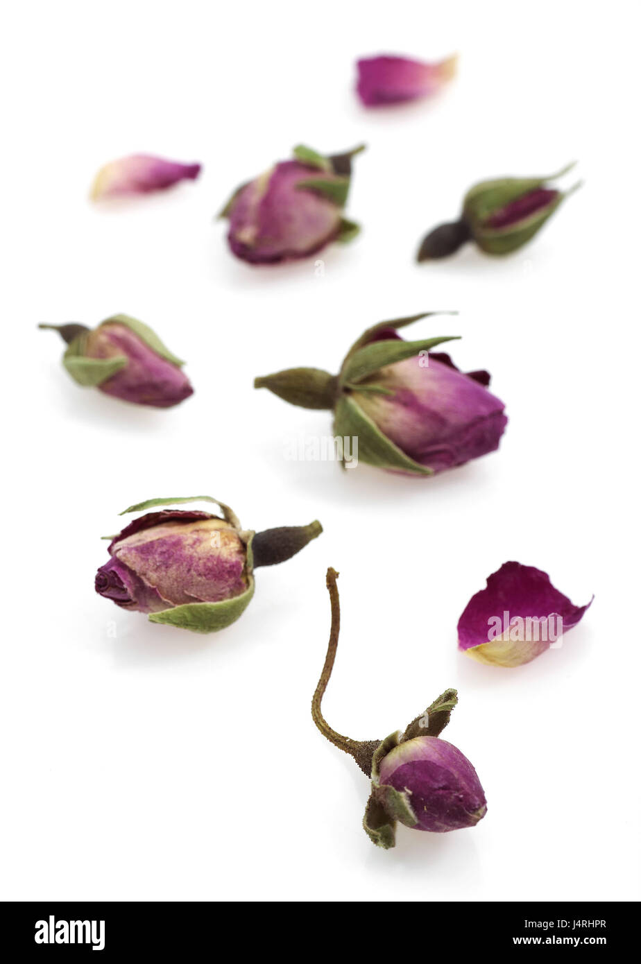 Fiori di rose, dryly, background sa, Foto Stock
