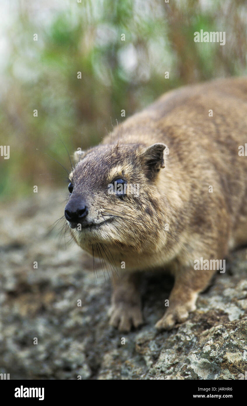 Klippschliefer, Procavia capensis, pietra, Kenya, Foto Stock