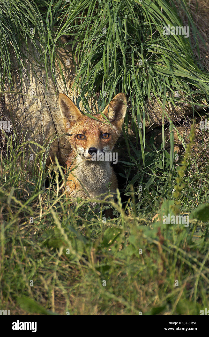 Red Fox, Vulpes vulpes, pit, Normandia, Francia, Foto Stock