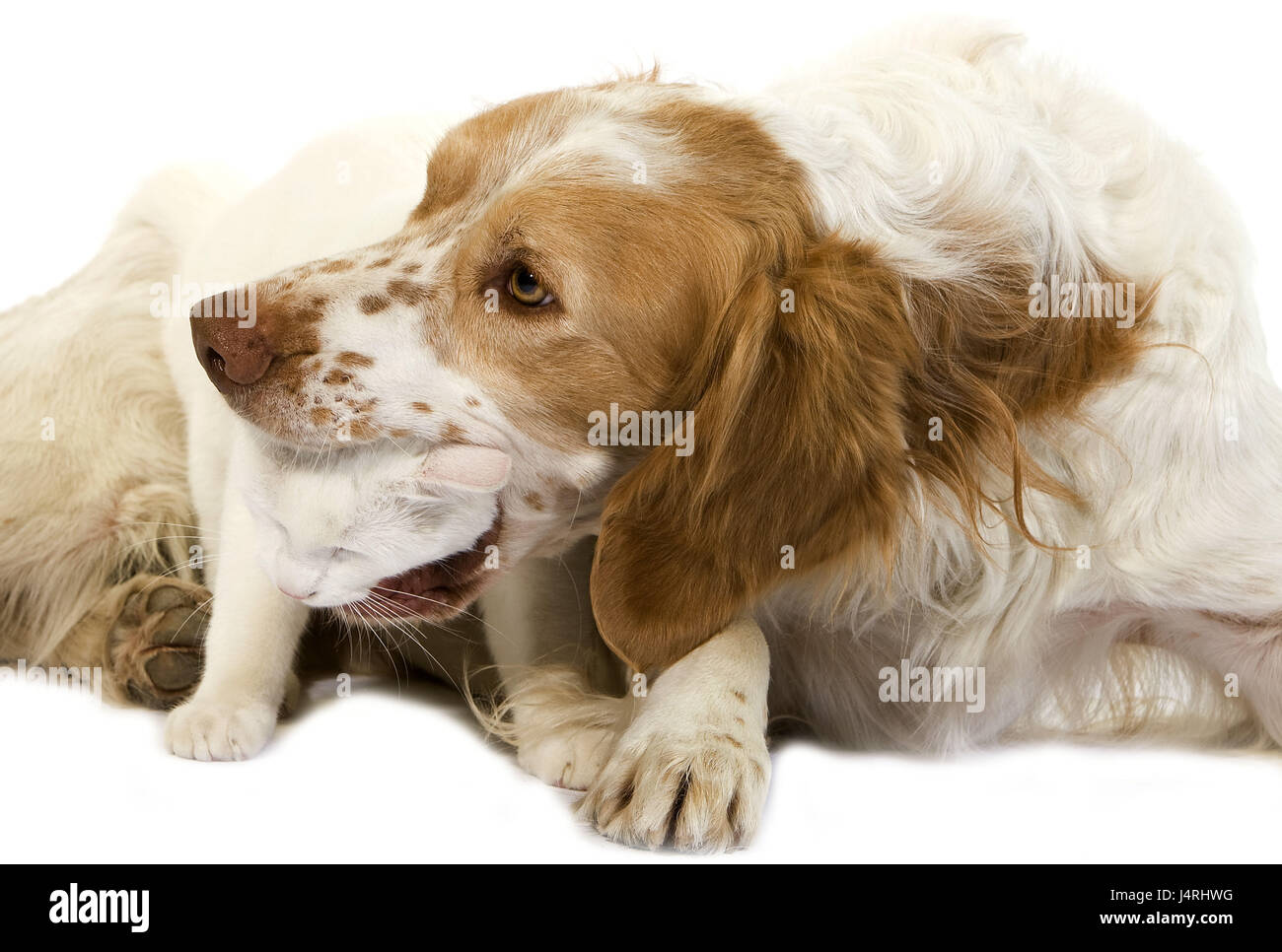 French spaniel, cannella-colorata, gatto di casa, bianco, play, Foto Stock