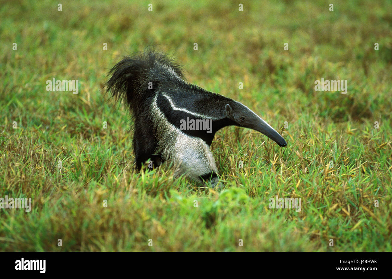 Big anteater, Myrmecophaga tridactyla, prato, Venezuela, vai Foto Stock