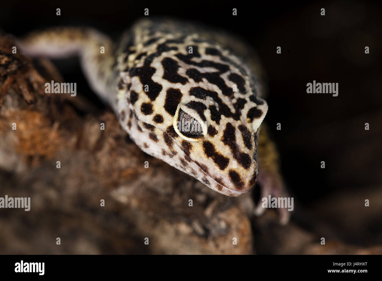 Il Leopard gecko, Eublepharis macularius, ritratto, Foto Stock