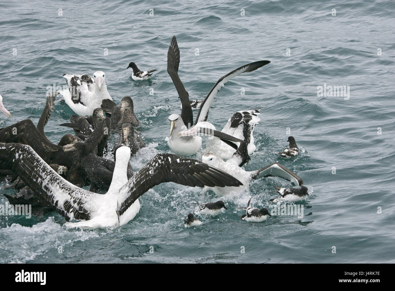 Albatro errante Diomedia exulans nero-browed albatross Diomedia melanophrys Cape pigeon Daption capense e gigante settentrionale petrel Macronectes hal Foto Stock