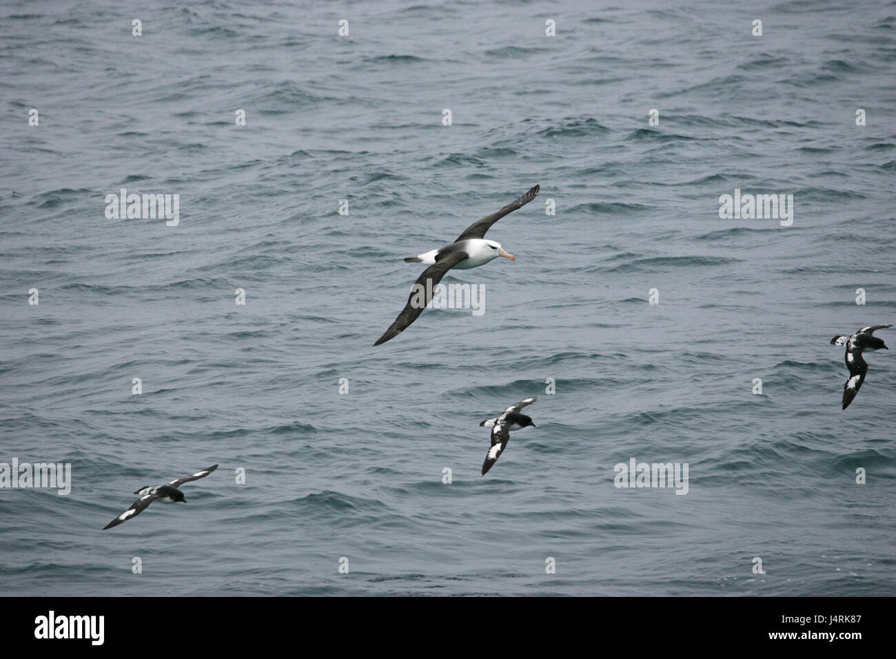 Nero-browed albatross Diomedia melanophrys in volo sopra il mare in Nuova Zelanda Foto Stock