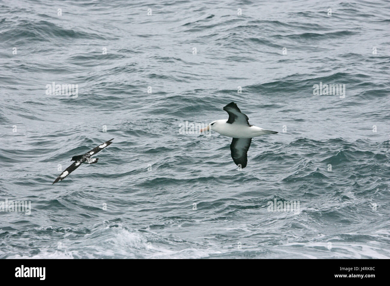 Nero-browed albatross Diomedia melanophrys in volo sopra il mare in Nuova Zelanda Foto Stock