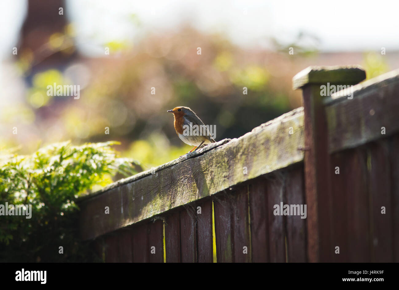 Fotografia di © Jamie Callister. Robin maschio, Ruthin, Denbighshire, il Galles del Nord, 4 maggio 2017. Foto Stock