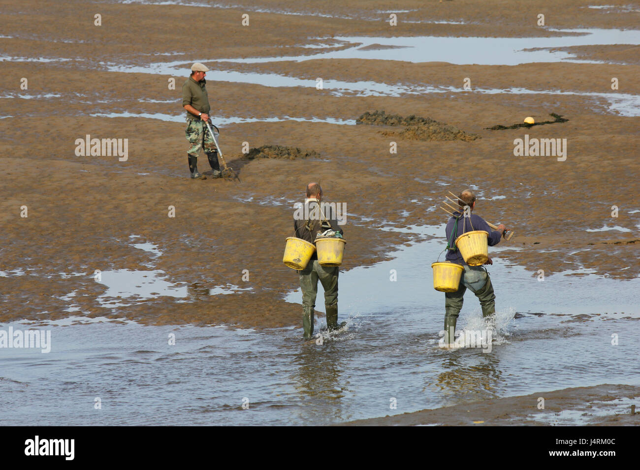 I pescatori di scavare per esche con la bassa marea Foto Stock