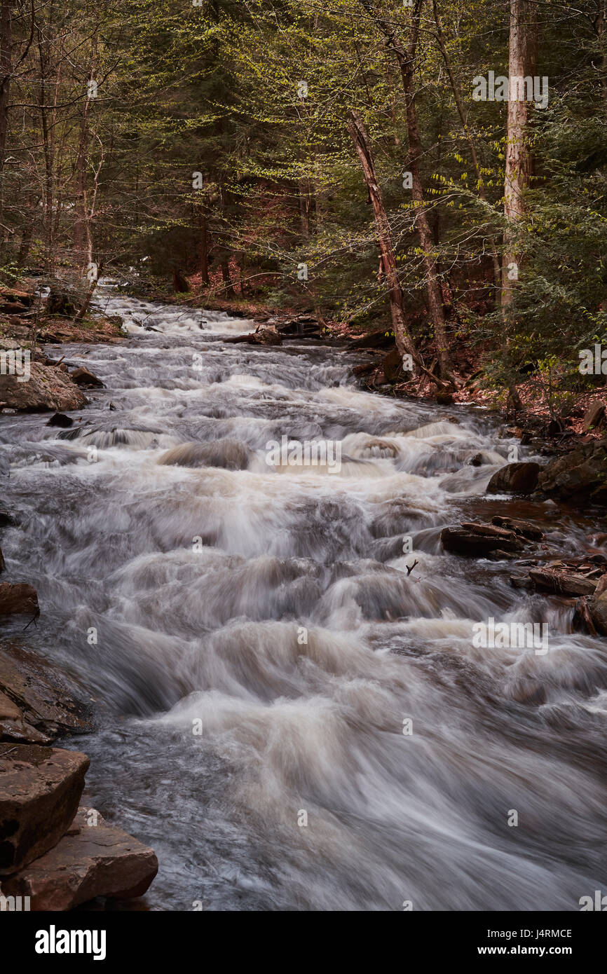 Ricketts Glen State Park, Benton, Pennsylvania, STATI UNITI D'AMERICA Foto Stock