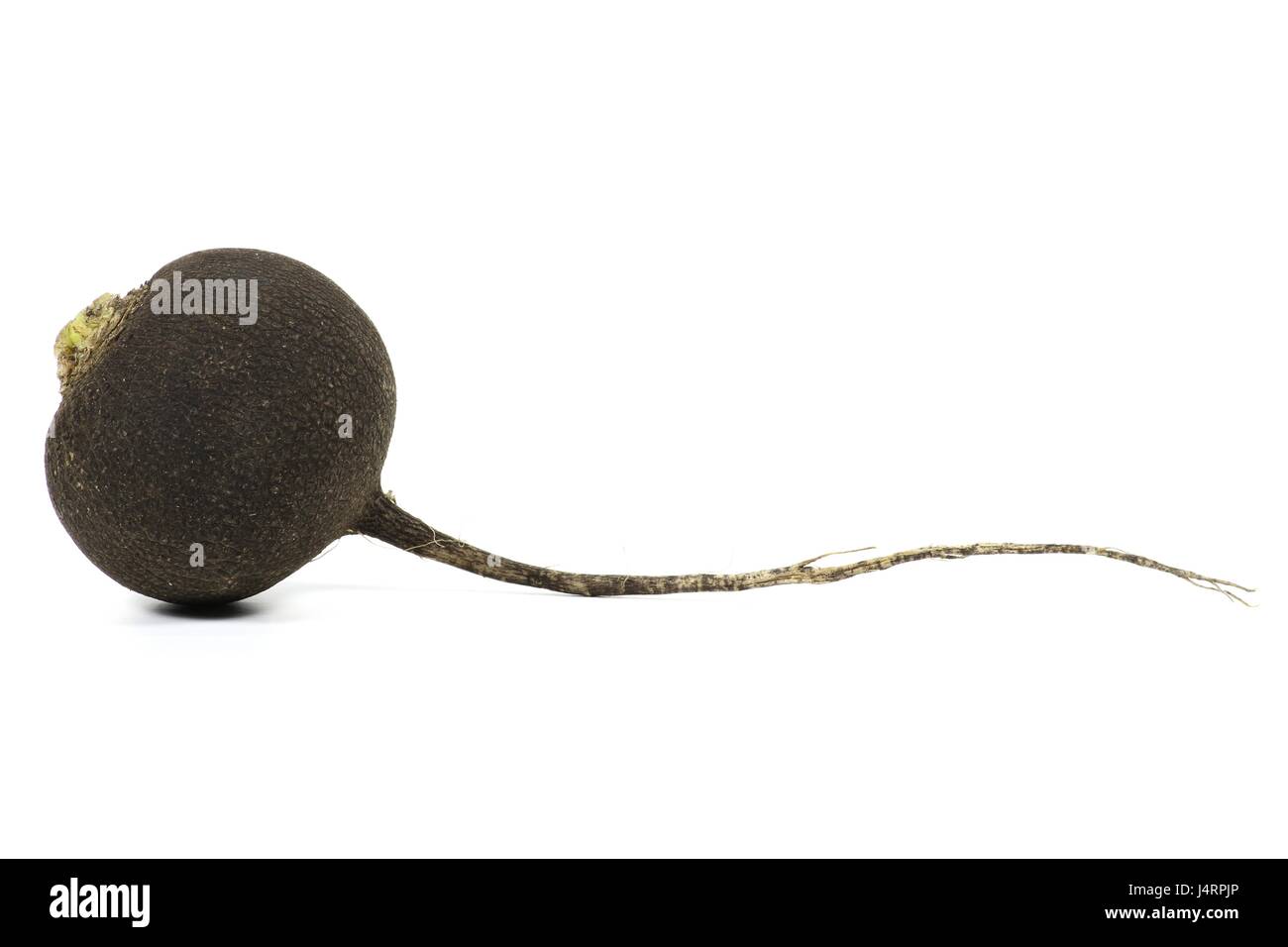 Rafano nero isolato su sfondo bianco Foto Stock