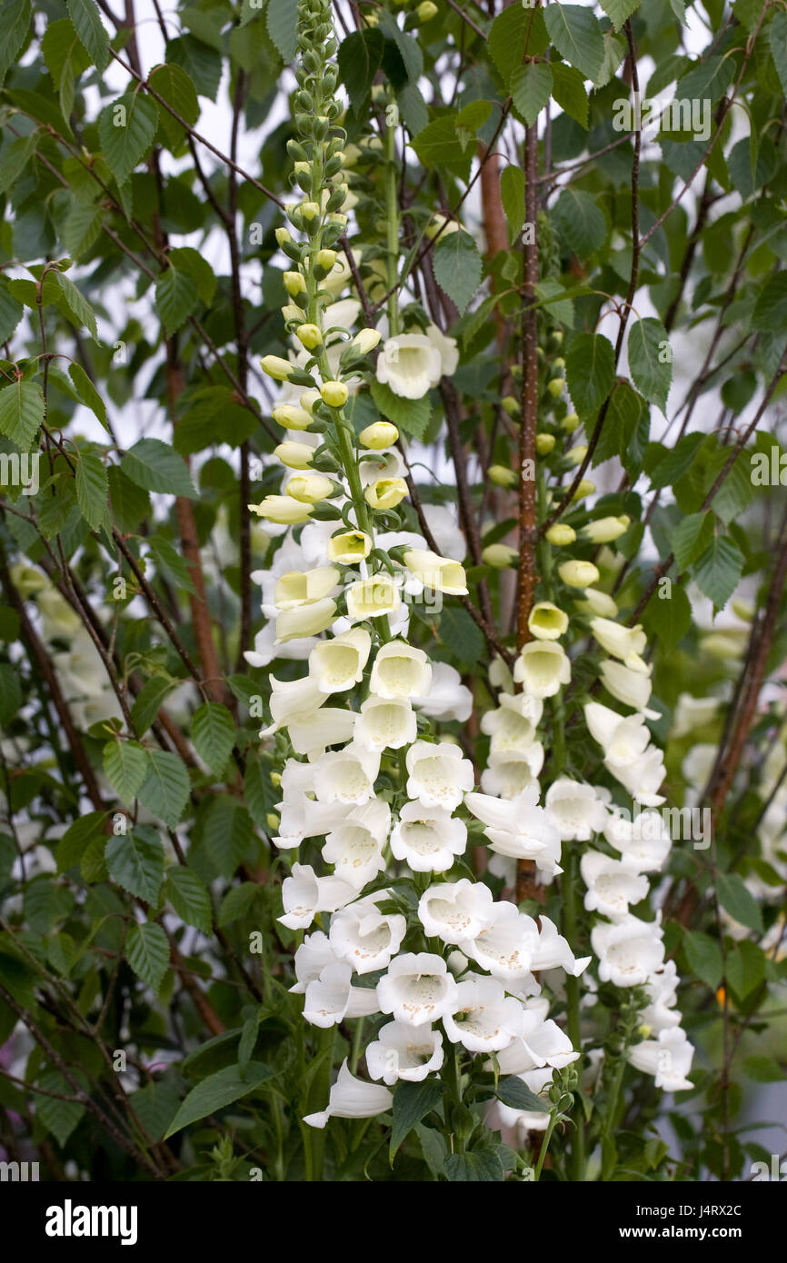 Digitalis purpurea. Foxglove bianco in un giardino inglese. Foto Stock