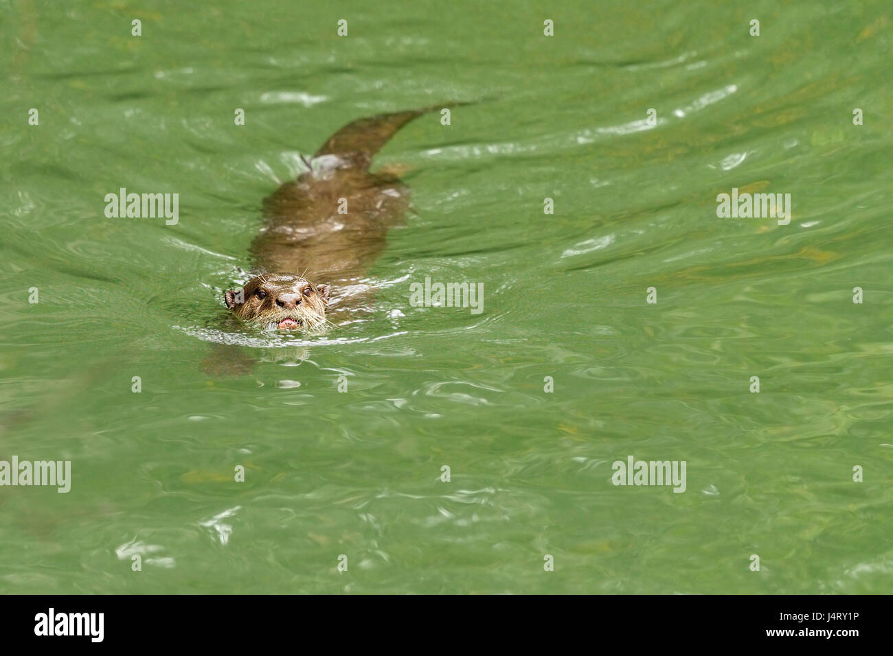 Liscio rivestito di lontra (Lutrogale perspicillata) nuotare in un fiume di mangrovie, Singapore Foto Stock Liscio rivestito di lontra (Lutrogale perspicillata) nuotare in un fiume di mangrovie, Singapore Foto Stock