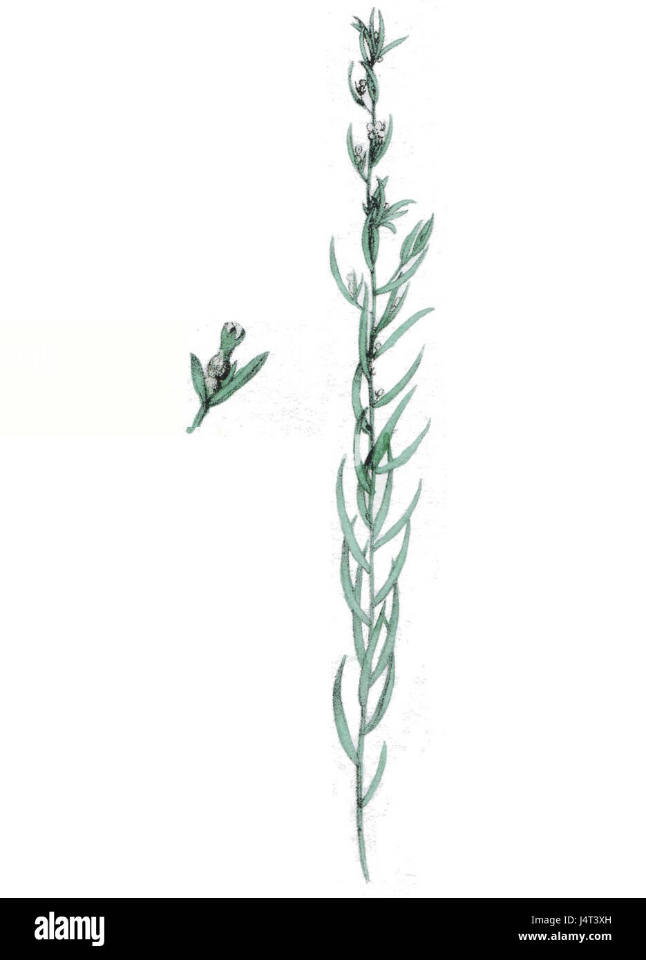 Thesium alpinum L. è una specie di pianta del genere Thesium, che si trova nelle regioni alpine. È noto per il suo ruolo ecologico in questi ambienti, in particolare nelle aree ad alta quota dove prospera in condizioni specializzate. Foto Stock
