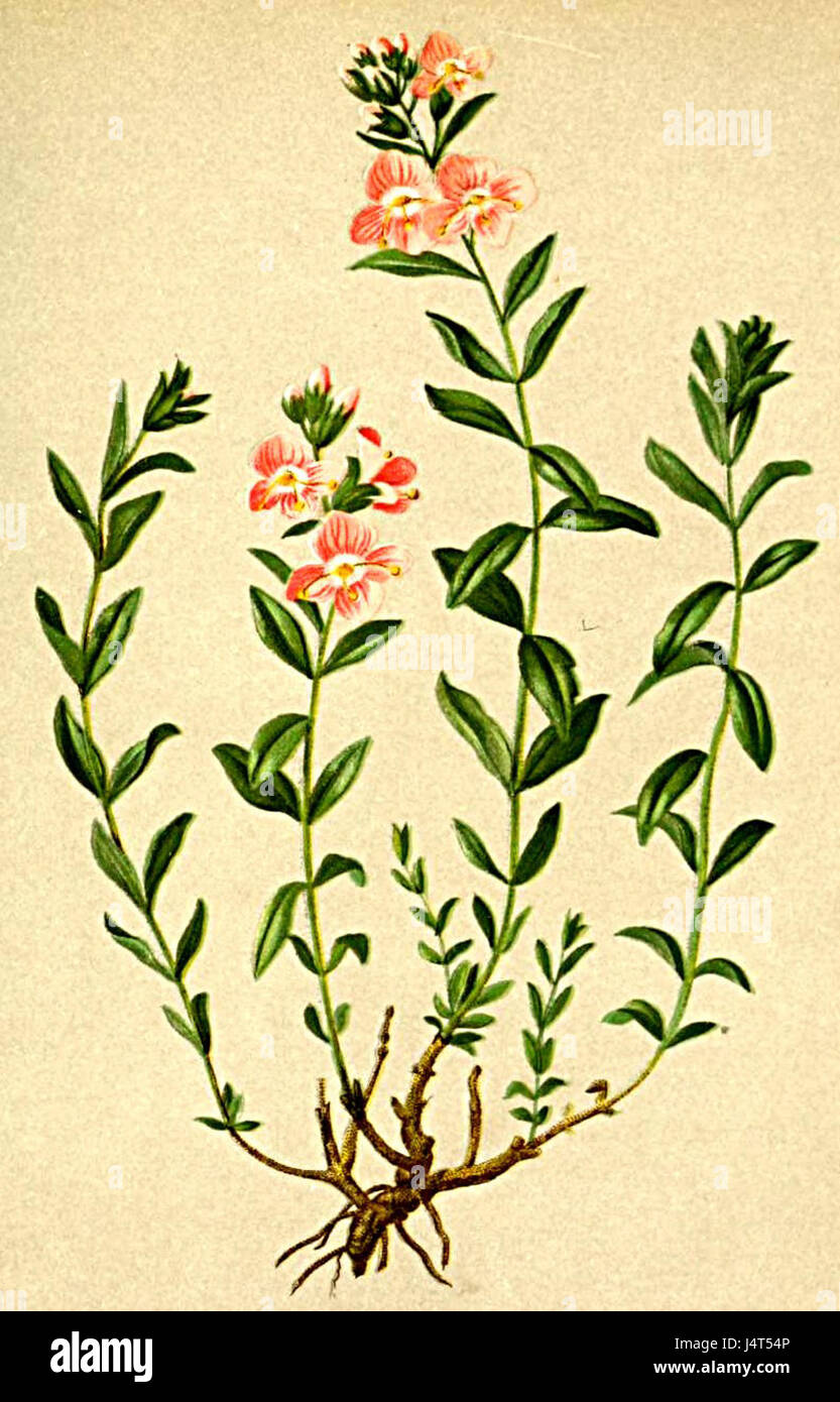 La Veronica fruticulosa è una specie di pianta fiorita della famiglia delle piantagioni, originaria delle regioni alpine. È presente nell'Atlante Alpenflora, un riferimento botanico che documenta la flora alpina. Questa specie è conosciuta per i suoi piccoli fiori blu e per il suo adattamento agli ambienti ad alta quota. Foto Stock