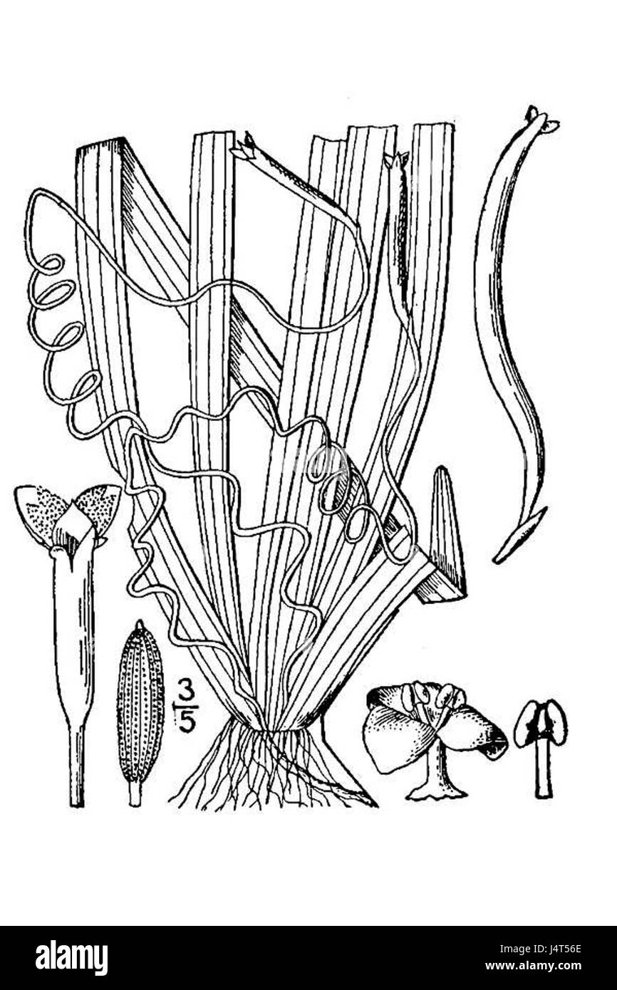 La Vallisneria spiralis è un tipo di pianta acquatica, comunemente presente in ambienti di acqua dolce. È conosciuta per le sue foglie lunghe e strette ed è spesso usata nel paesaggio acquatico e nella decorazione dell'acquario. Foto Stock