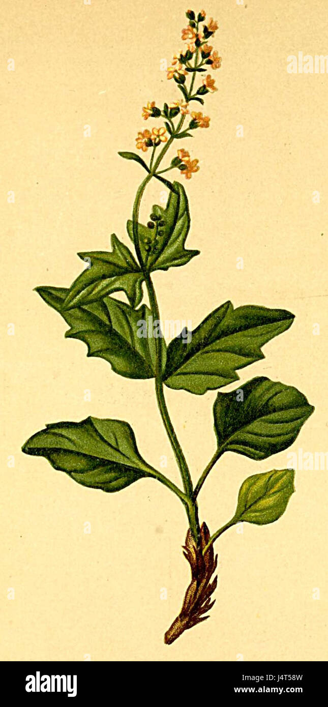 Un'illustrazione o una descrizione della Valeriana elongata, una specie vegetale trovata nelle Alpi, come descritto nell'Atlante Alpenflora. La pianta è significativa per le sue caratteristiche botaniche e il suo ruolo negli ecosistemi alpini. Foto Stock