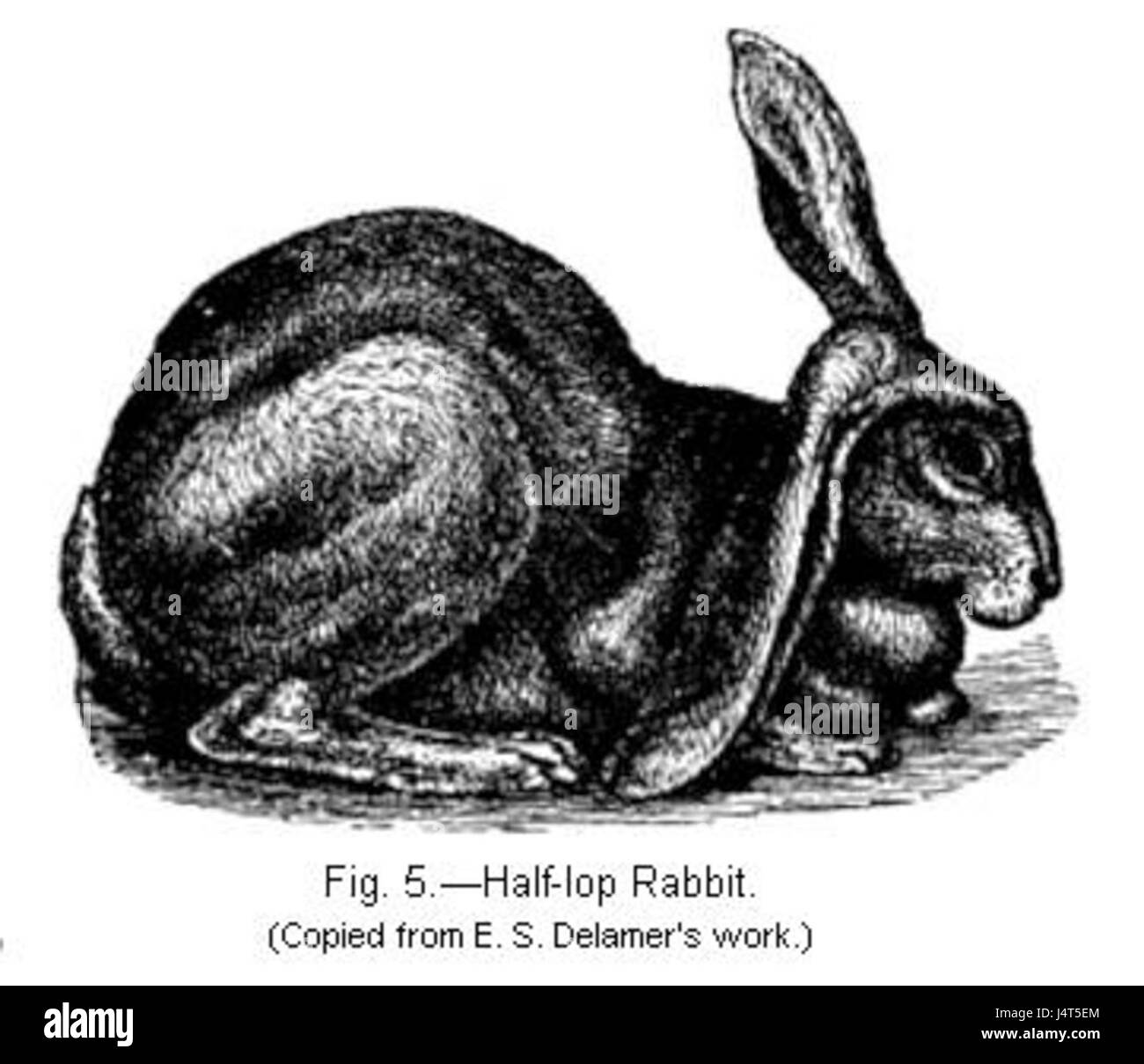 Vartn10h fig05 Foto Stock