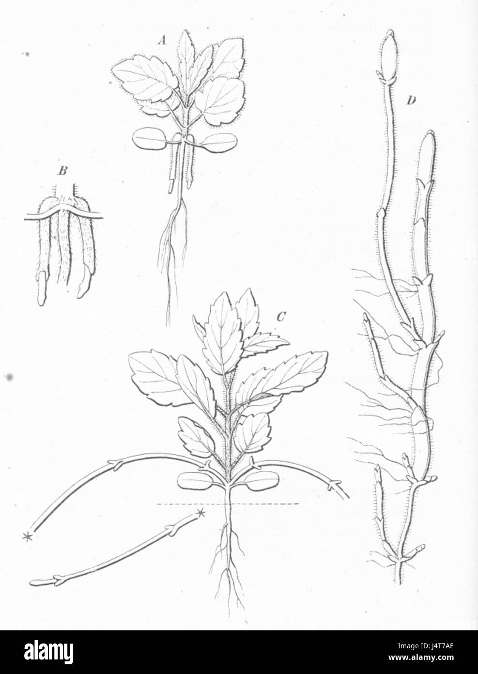 Warming Skudbygning fig20 Stachys palustris Foto Stock