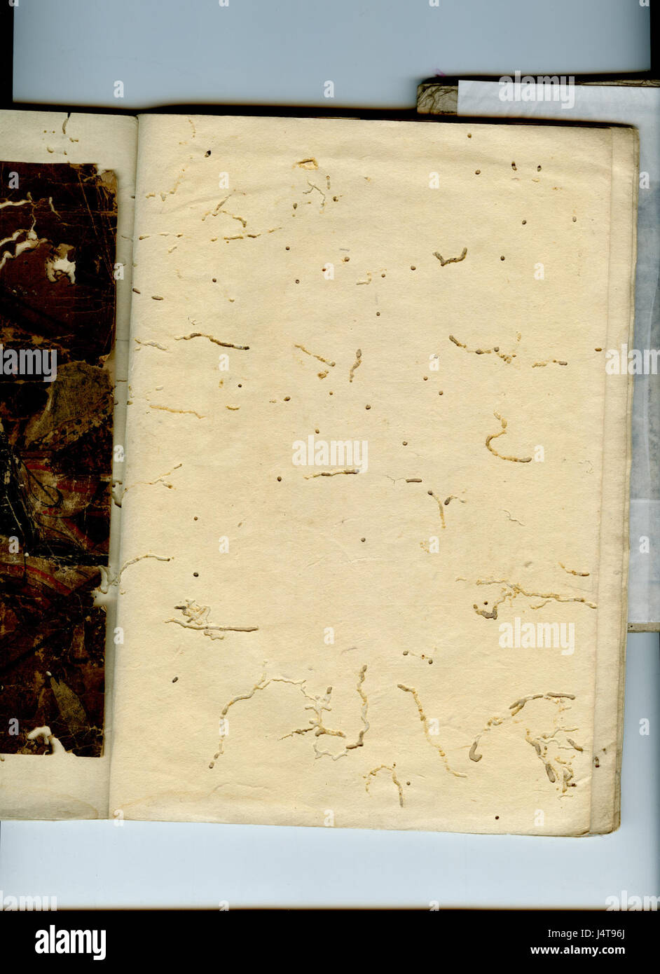 Wittig.Collection.manoscritto.01.japanese.art.scrapbook.image.13.pagina.16.leaf.08 Foto Stock