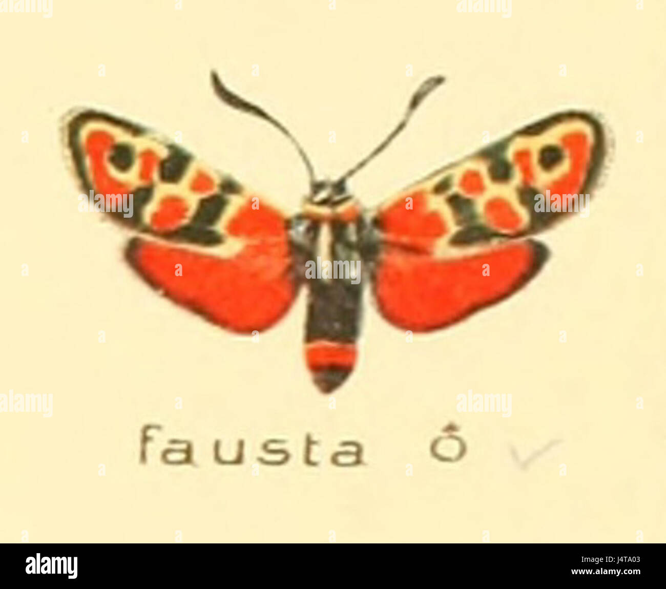 Zygaena fausta m Foto Stock