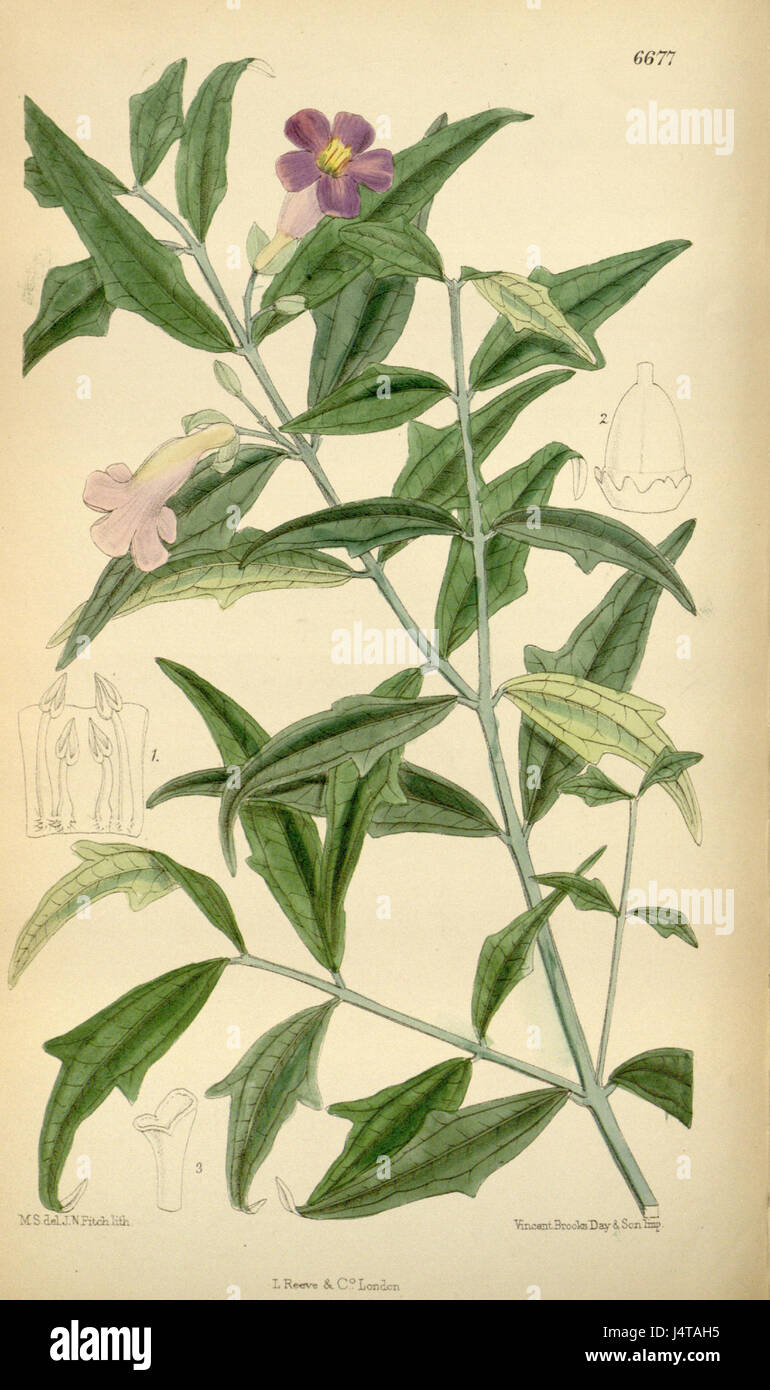 La Thunbergia kirkii è una specie di pianta in fiore, descritta per la prima volta da Hooker nel XIX secolo. La pianta fa parte del genere Thunbergia, riconosciuto per le sue fioriture vivaci e il valore ornamentale, spesso presente nelle regioni tropicali. Foto Stock