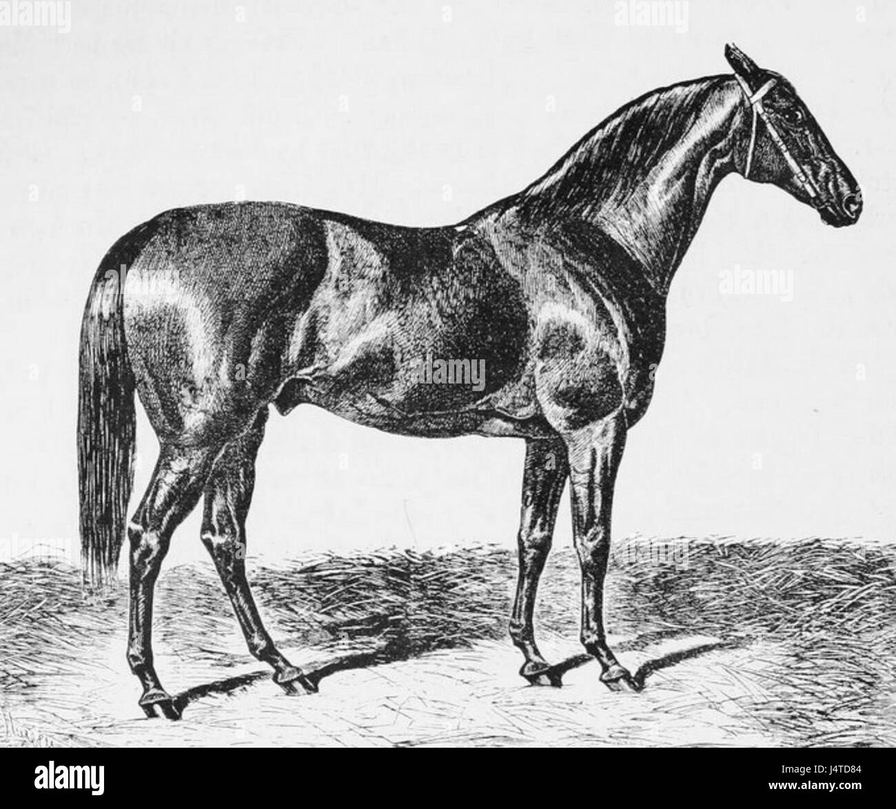 Una vedette si riferisce a una sentinella, spesso usata in contesti militari o navali. Storicamente, si riferiva a un osservatore o a un posto di osservazione utilizzato per monitorare i movimenti nemici o fornire avvertimenti precoci durante la guerra. Foto Stock