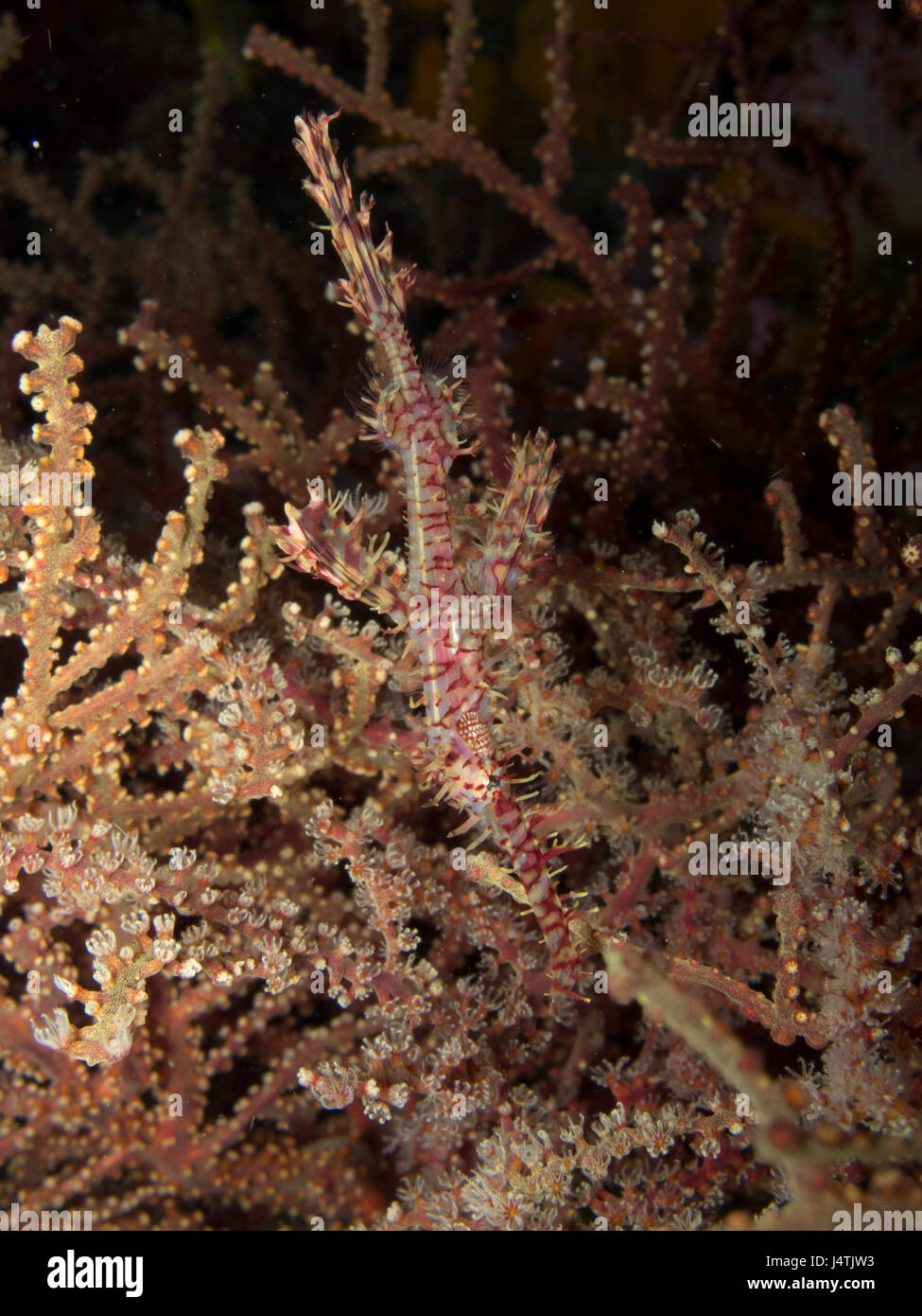 Tubo fantasma di mimetizzazione di pesce su orange coral Foto Stock