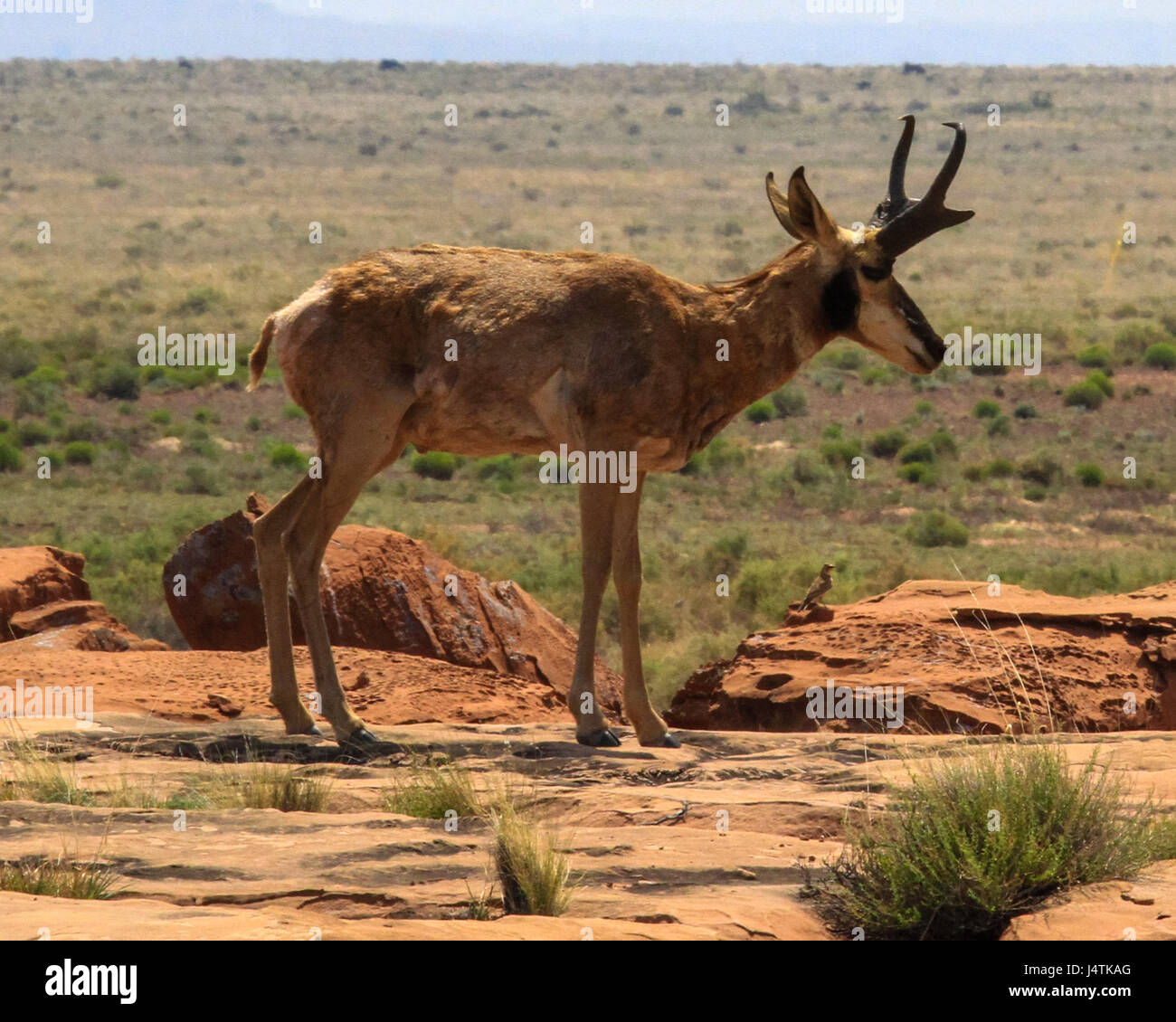 Il pronghorn, pur non essendo un antilope, è spesso conosciuta come la American antilope, rebbio buck, pronghorn antelope, o semplicemente antelope Foto Stock