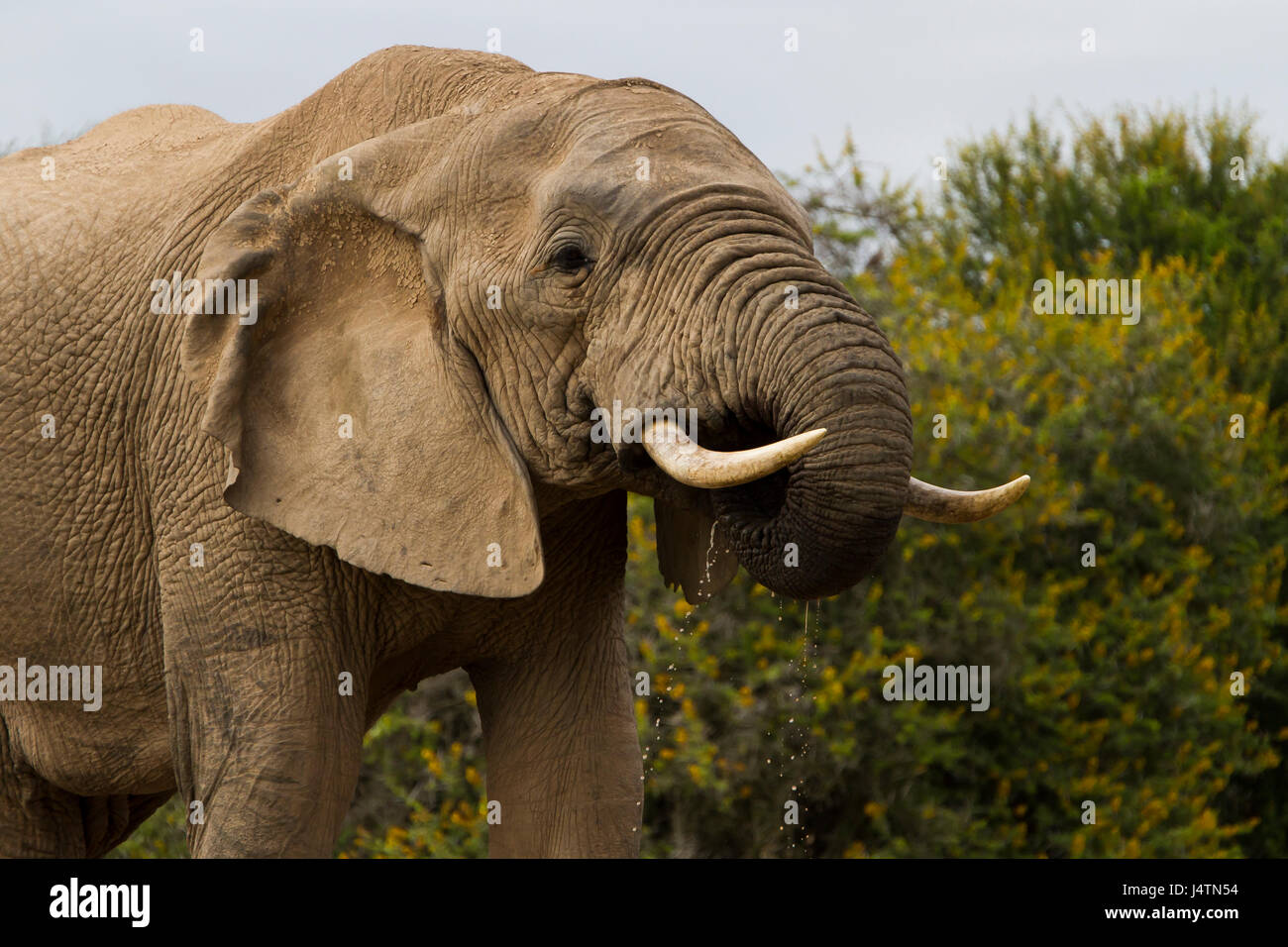 Bufalo nell'Addo Elephant Park erba lunga Foto Stock