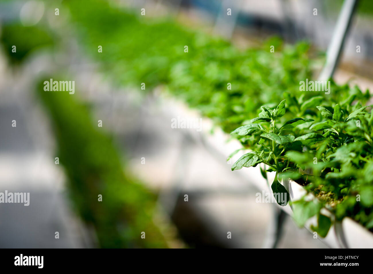 Agricoltura verticale, agricoltura biologica Foto Stock
