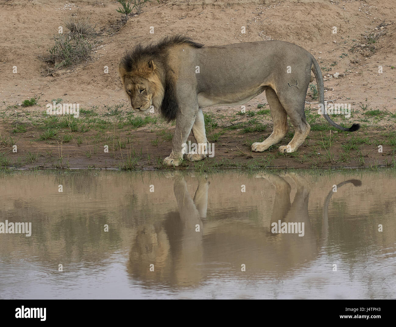 African Lion maschio con ombra nel foro per l'acqua Foto Stock