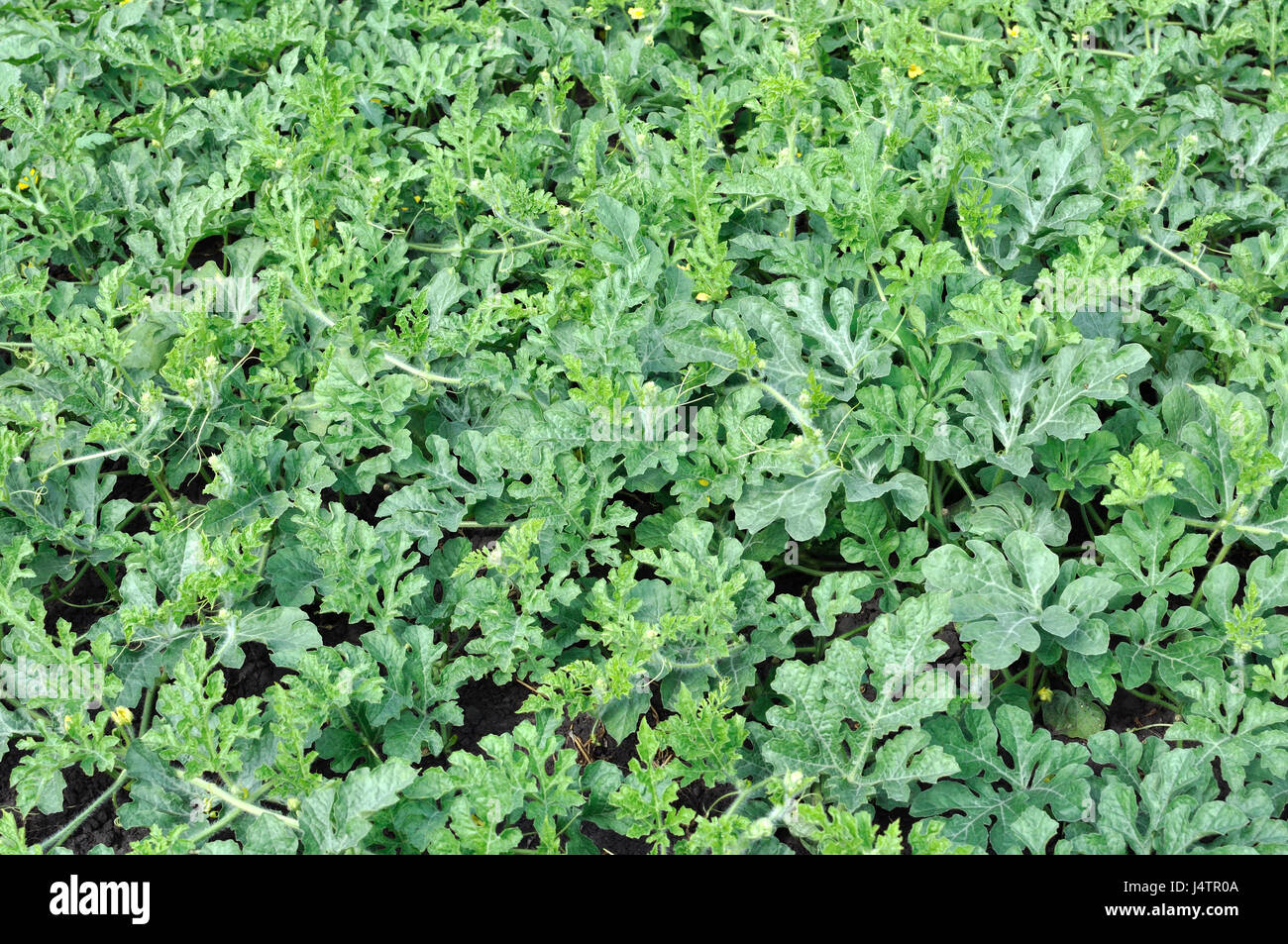 Coltivate biologicamente piantagione di anguria in orto ,vista da sopra Foto Stock