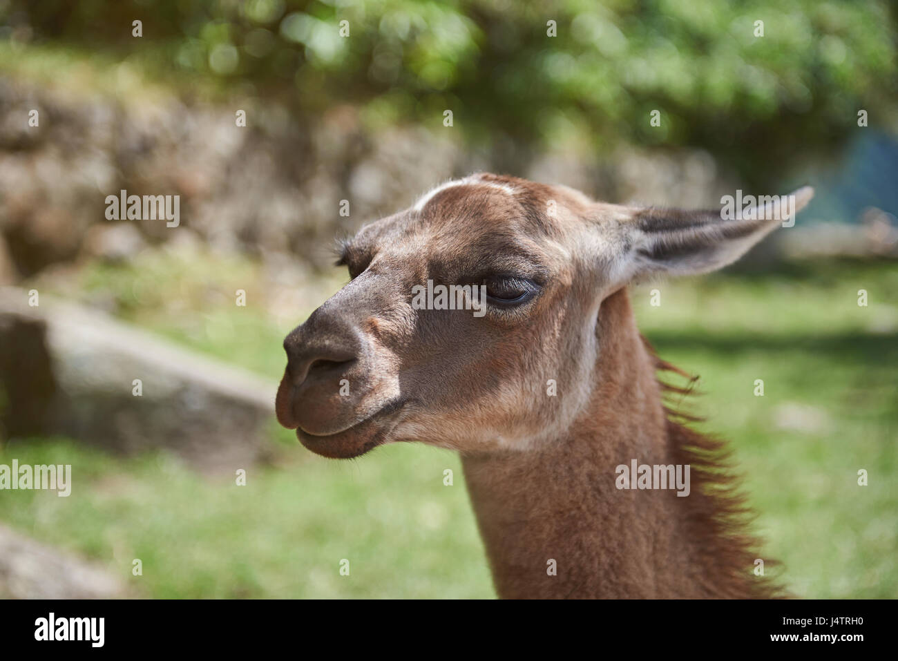 Ritratto di lama animale in verde sullo sfondo naturale. Close-up di testa lama Foto Stock