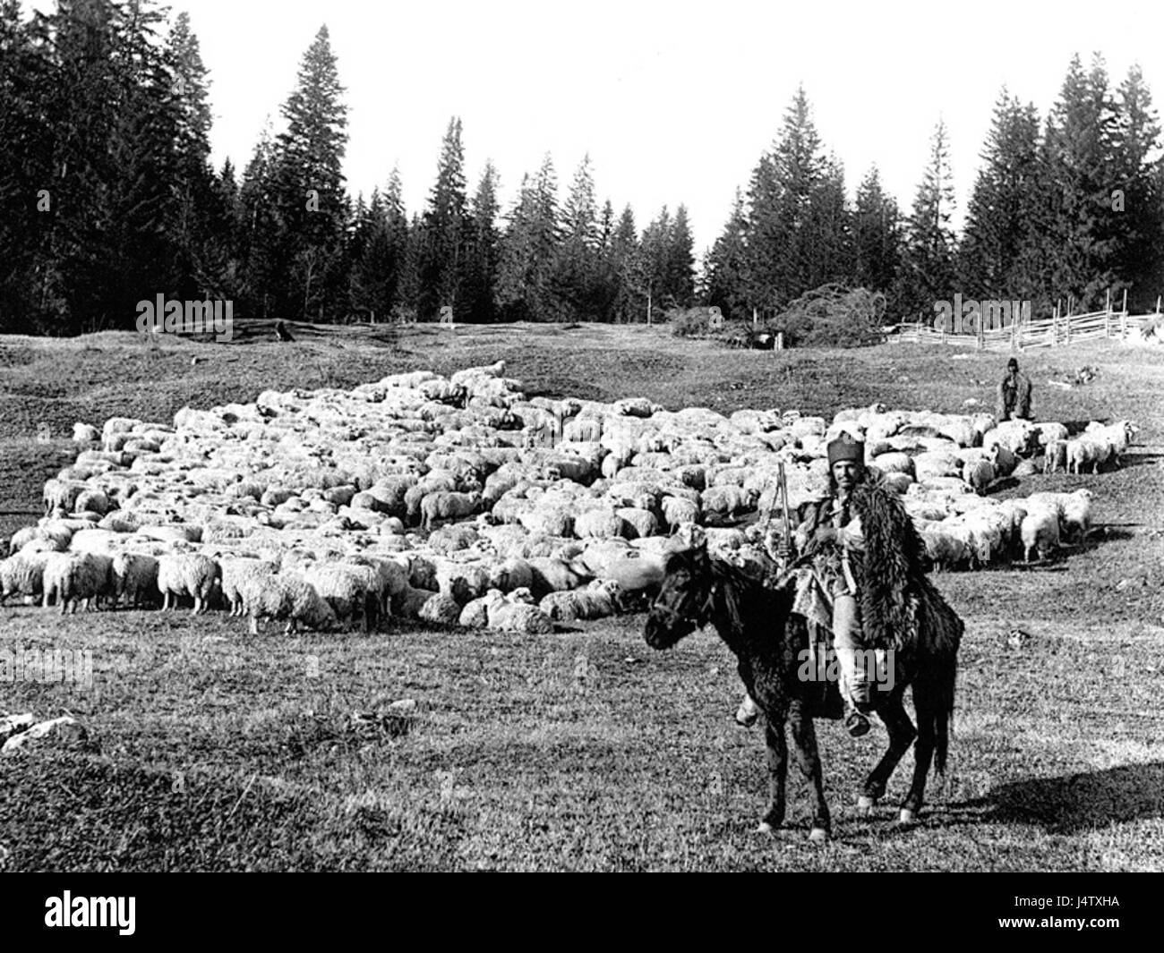 "Un troupeau de moutons sur le mont Raraou dep Soutchava" (Un gregge di pecore sul monte Raraou vicino a Soutchava) cattura una scena pastorale nella campagna francese, sottolineando l'armonia tra bestiame e natura. Foto Stock