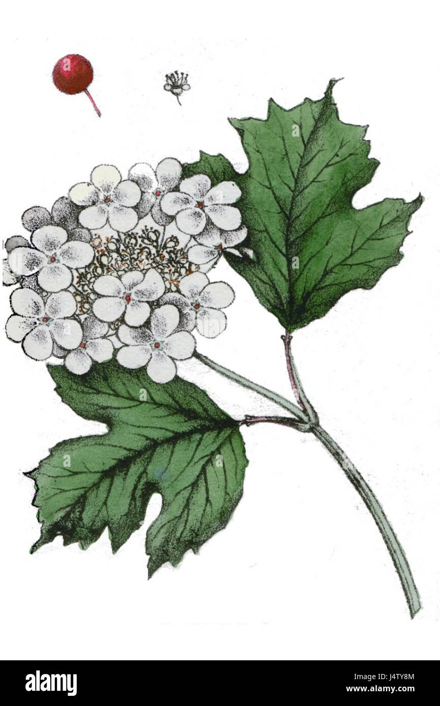 Viburnum opulus, noto anche come cespuglio europeo di mirtilli rossi, è un arbusto deciduo originario dell'Europa e di parti dell'Asia. È conosciuta per i suoi fiori bianchi, i bacche rosse e il valore ornamentale nei giardini e nei paesaggi. Foto Stock