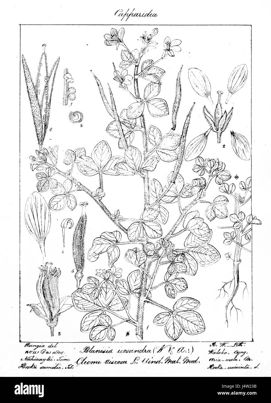 WightPlate 29 si riferisce a un piatto o a un'immagine eventualmente proveniente da un libro o catalogo, probabilmente correlato all'Isola di Wight, Regno Unito, che mostra monumenti storici, viste panoramiche o caratteristiche locali. La targa potrebbe rappresentare specifici elementi geografici o culturali dell'isola. Foto Stock