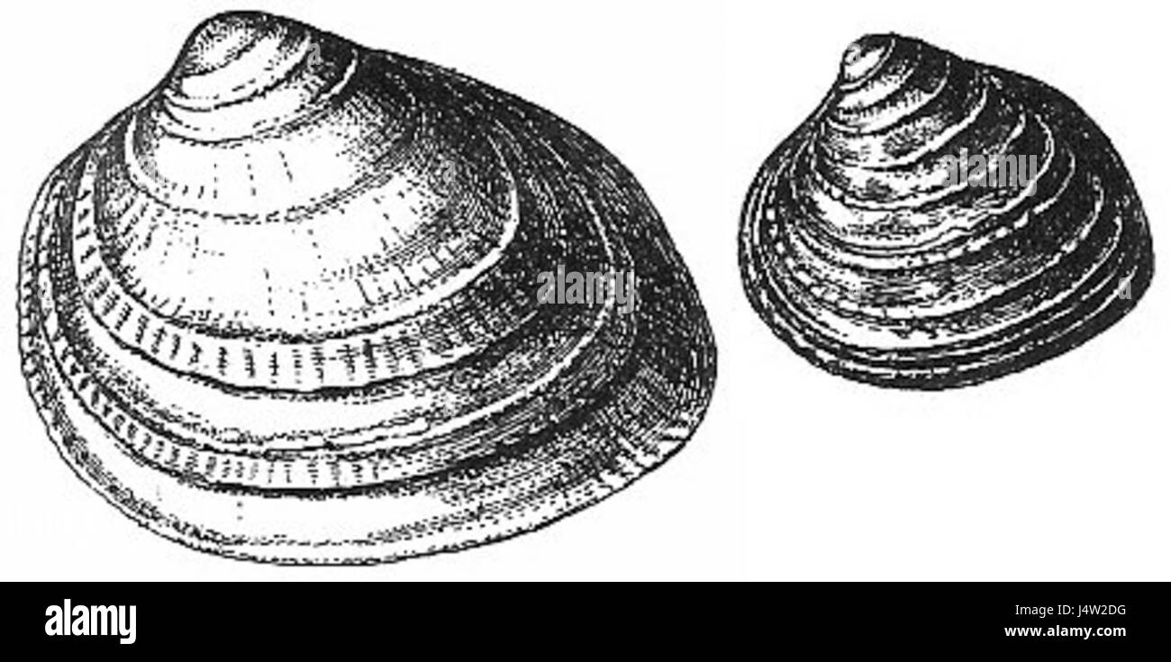 Serripes groenlandicus, noto anche come il coccodrillo liscio della Groenlandia, è una specie di mollusco bivalvo che si trova nelle acque artiche e sub-artiche. Questa immagine fornisce un primo piano della shell e delle sue caratteristiche uniche. Foto Stock