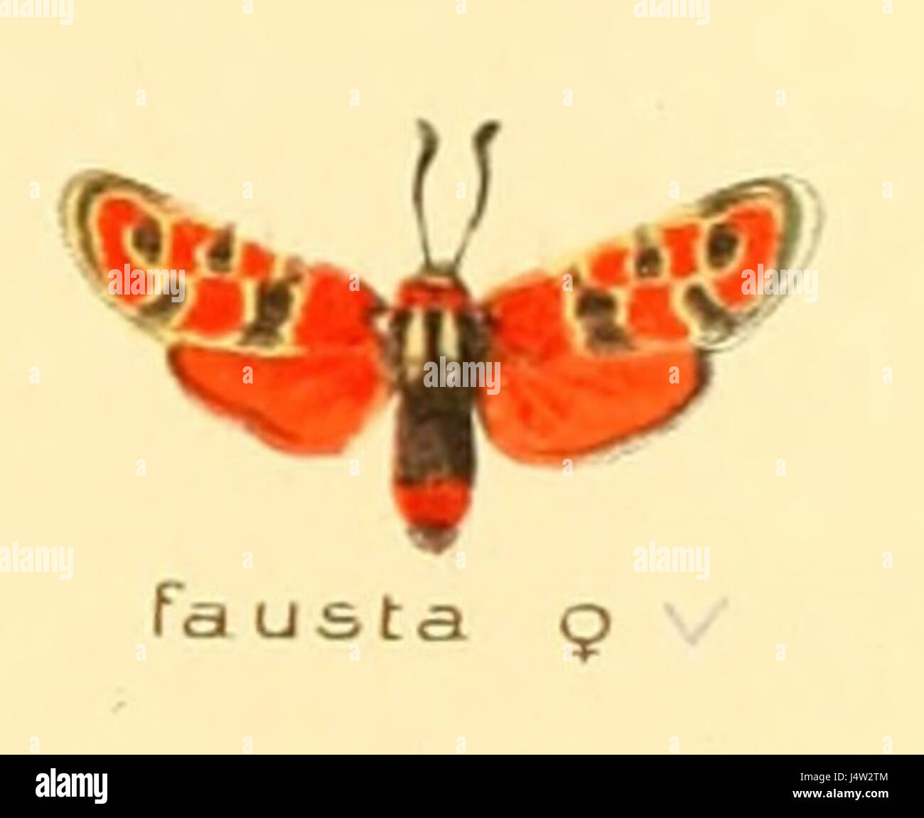 Zygaena fausta f Foto Stock