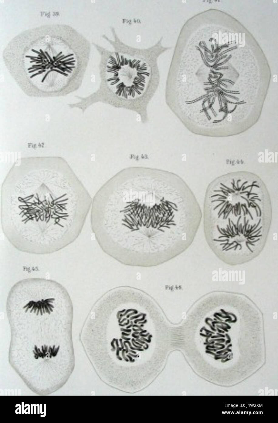Zellsubstanz Kern Kerntheilung Foto Stock