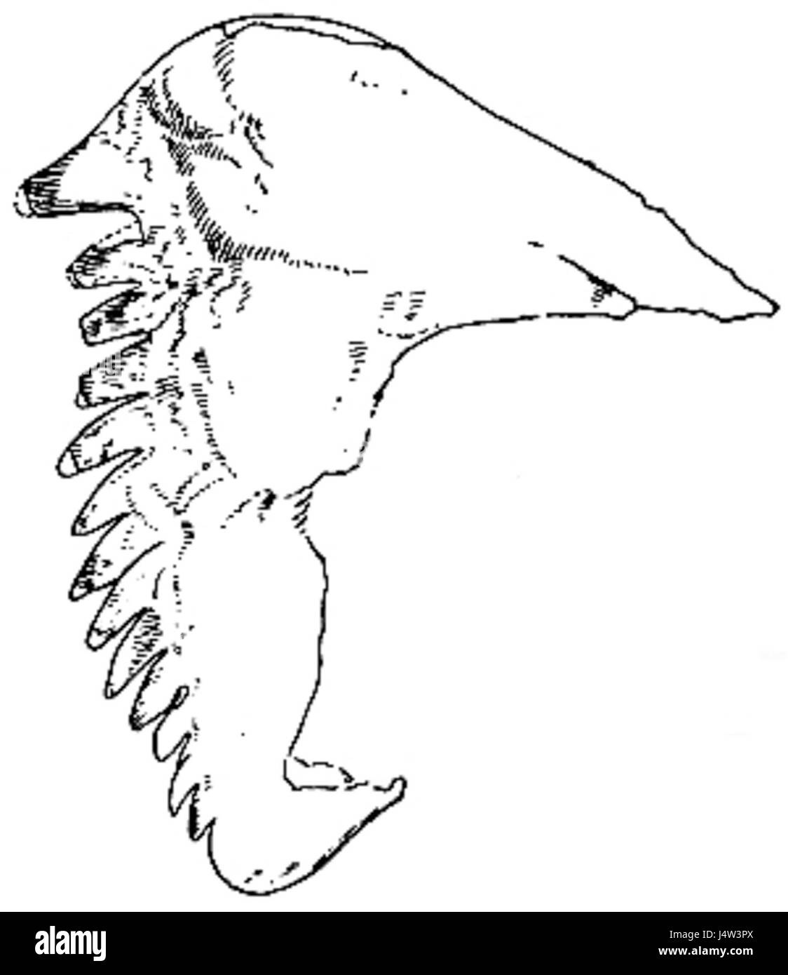 L'Eurypterida di New York si riferisce a esemplari fossili di antichi artropodi trovati nella regione, con la figura 71 che illustra un particolare esemplare o dettaglio di queste creature preistoriche. Foto Stock