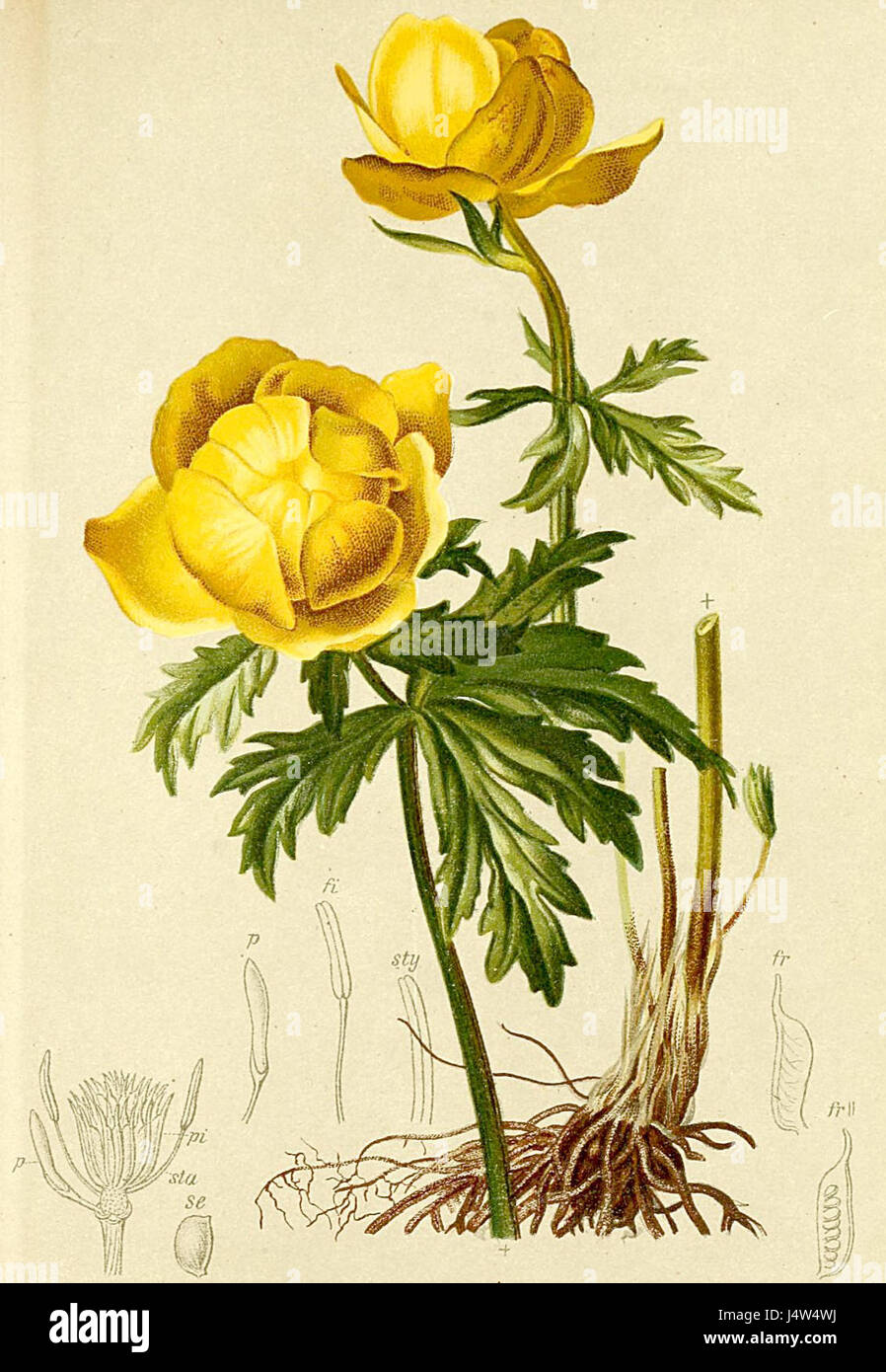 Trollius europaeus, comunemente noto come fiore del globo, è una specie di pianta fiorita che si trova nelle Alpi. Questa pianta è conosciuta per i suoi vibranti fiori gialli ed è una parte importante della flora alpina, contribuendo alla biodiversità della regione. Foto Stock