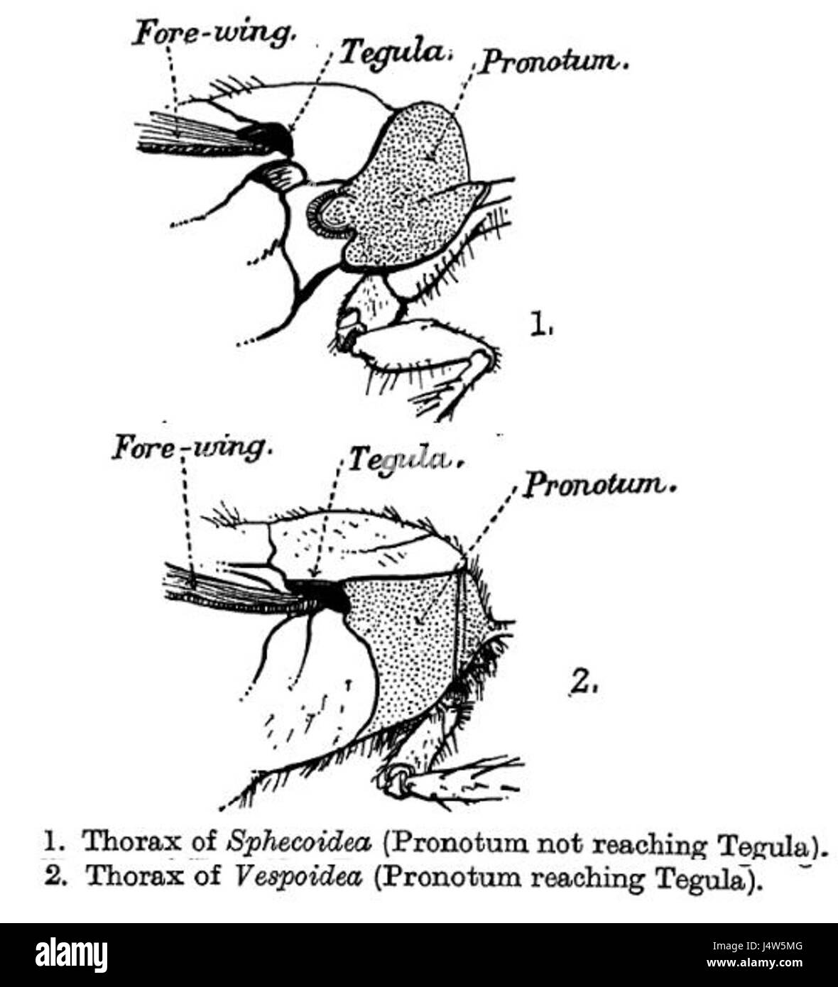 VespoidSphecoidThorax Foto Stock