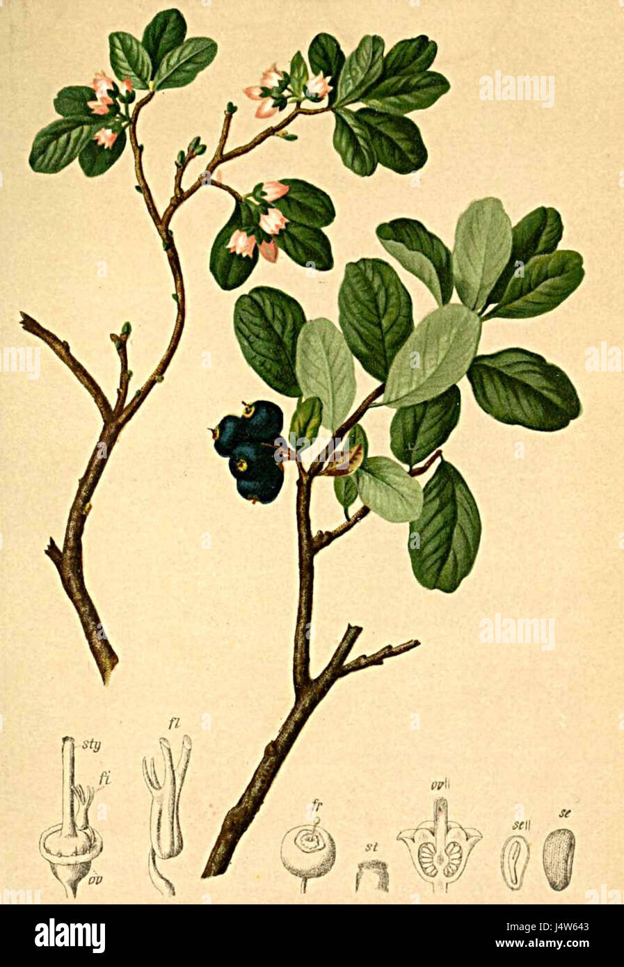 Il Vaccinium uliginosum, noto anche come mirtillo o mirtillo paludoso, è una specie vegetale presente nelle regioni alpine. È documentato nell'Atlante Alpenflora per le sue caratteristiche distintive e la crescita in zone ad alta quota. Foto Stock