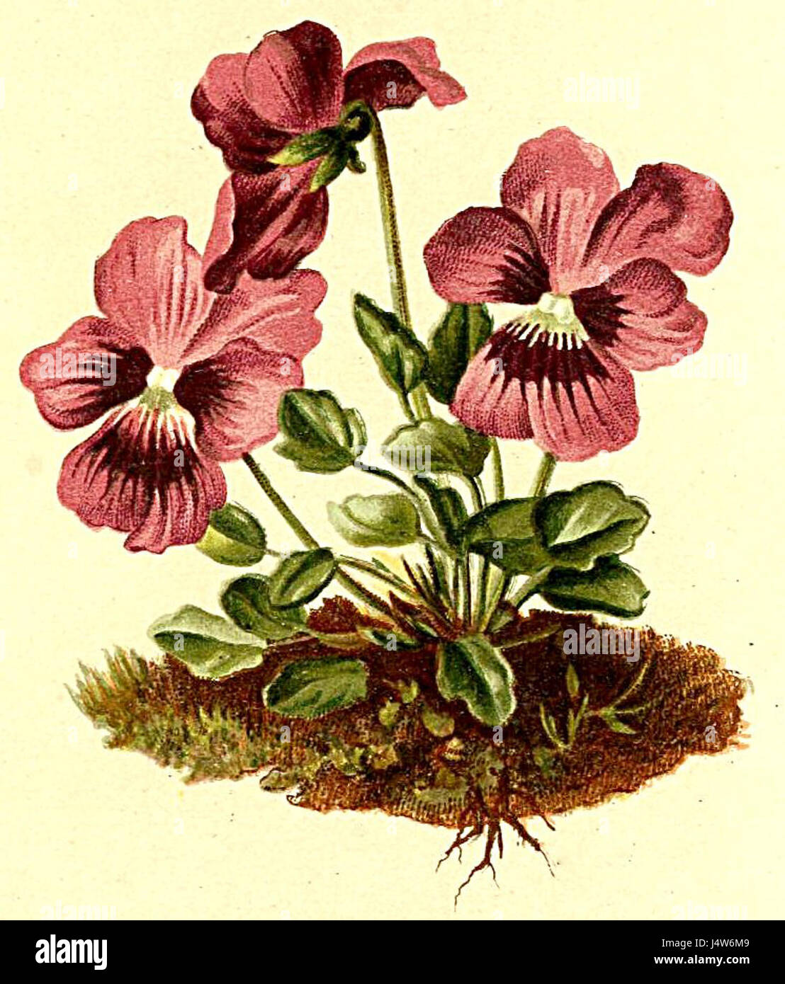 Viola alpina, nota come viola alpina, è una specie di pianta fiorita che si trova nelle Alpi. È documentato nell'Atlante Alpenflora, che mostra la vita vegetale alpina nelle regioni montane. Foto Stock