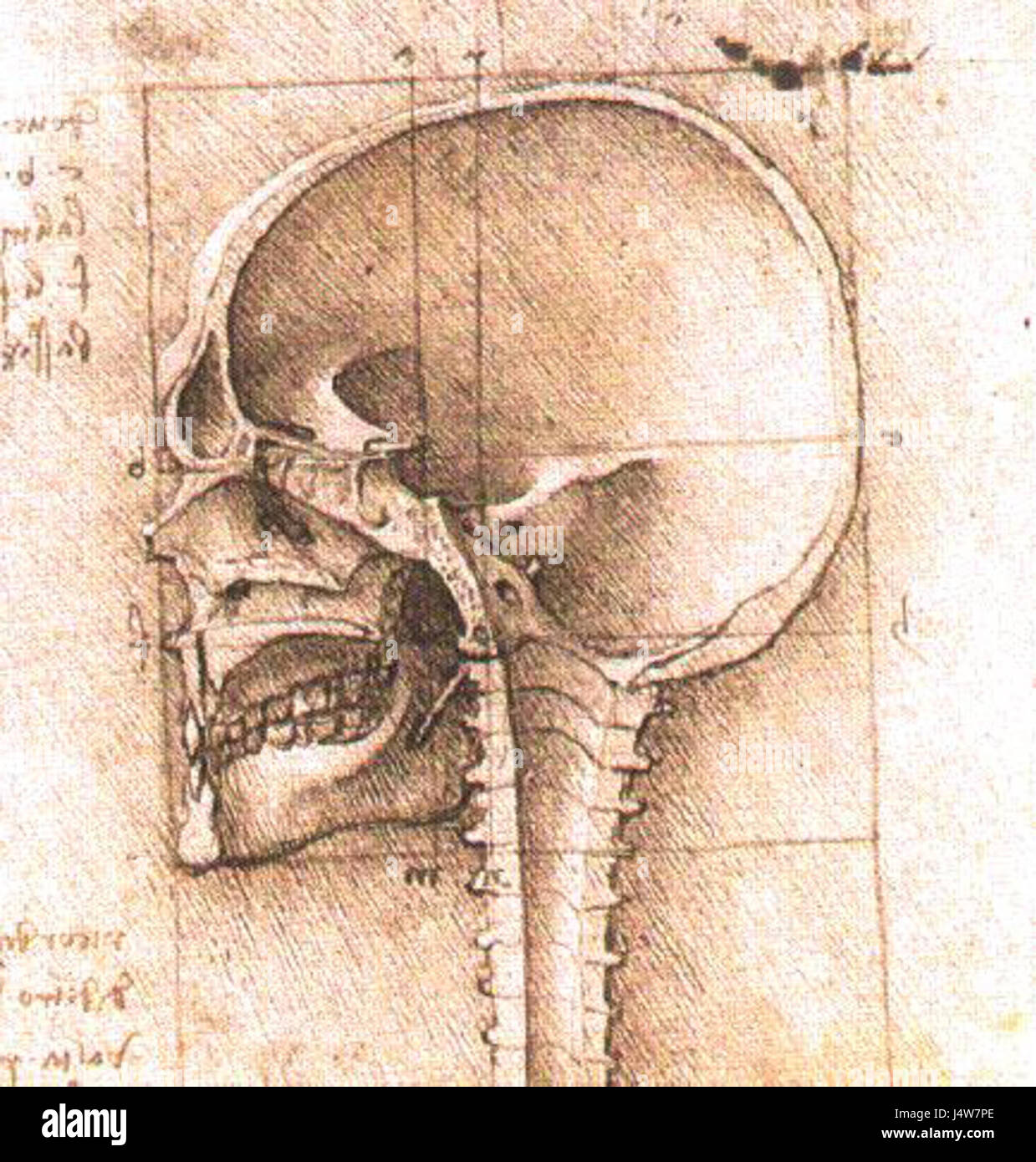"Vista di un cranio III" si riferisce probabilmente a un'opera d'arte o a uno studio che coinvolge un cranio. Questa opera esplora temi della mortalità, dell'anatomia o della riflessione filosofica sulla vita e sulla morte. Foto Stock