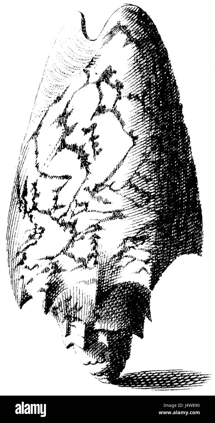 Un'illustrazione di volta vespertilio, una specie di lumaca marina nota per la sua forma e colorazione distintive. Questa specie fa parte della famiglia Volutidae e si trova in ambienti marini, spesso apprezzati per la sua bellezza nelle collezioni di conchiglie. Foto Stock