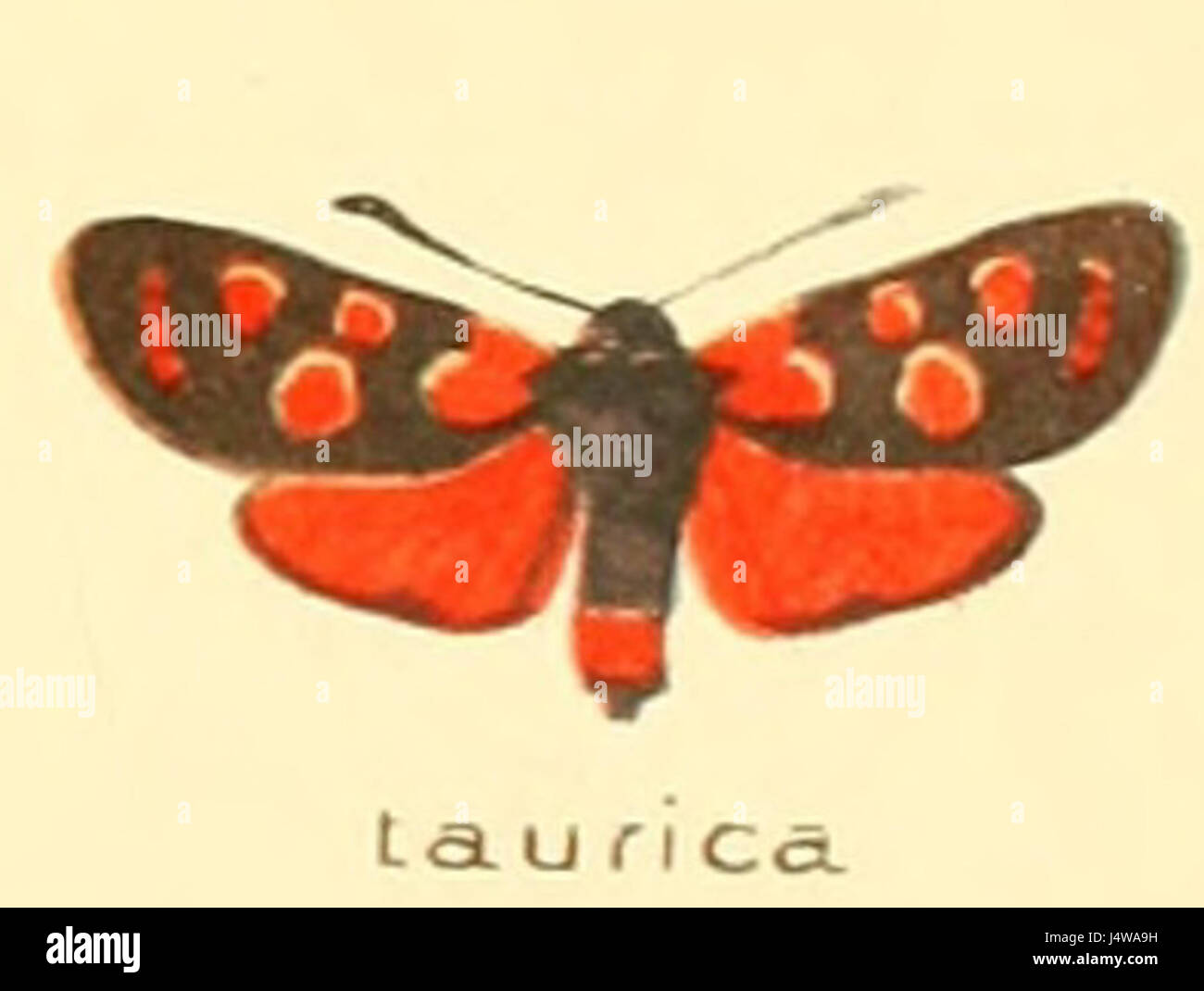 Zygaena taurica è una specie di falena di burnet che si trova in Europa e in alcune parti dell'Asia. Questa falena è nota per il suo aspetto suggestivo, con ali rosse e nere brillanti, e si trova spesso in praterie e prati, dove svolge un ruolo nell'ecosistema locale come impollinatore. Foto Stock