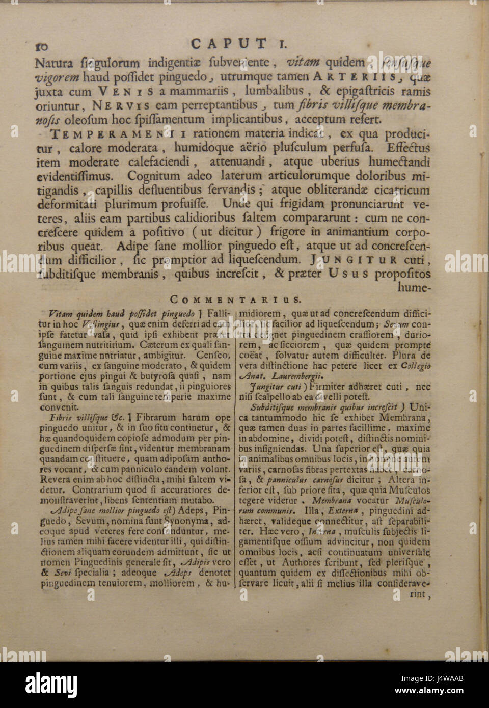 Questo testo, scritto da Vesling, presenta uno studio anatomico dettagliato, che fornisce informazioni sulla struttura del corpo umano sulla base di osservazioni scientifiche. Foto Stock