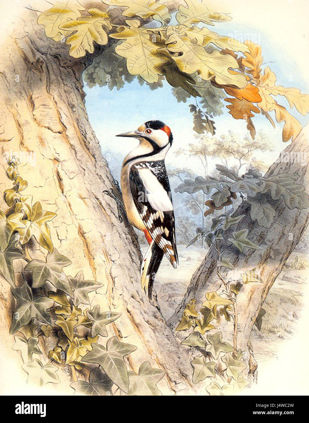 Travies Dendrocopos major Foto Stock
